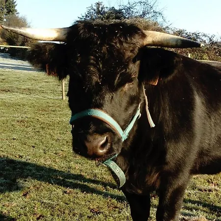 La Haute Forge Panzió Thoiré-sur-Dinan