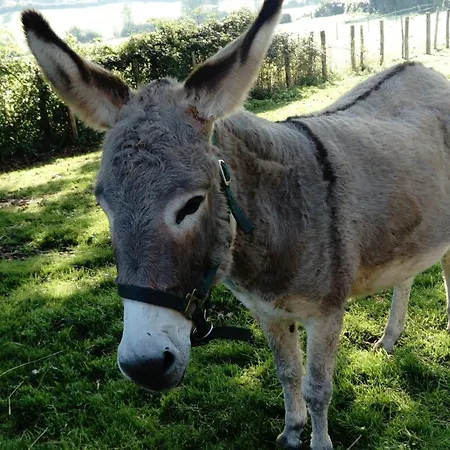 Bed and breakfast La Haute Forge - B&B