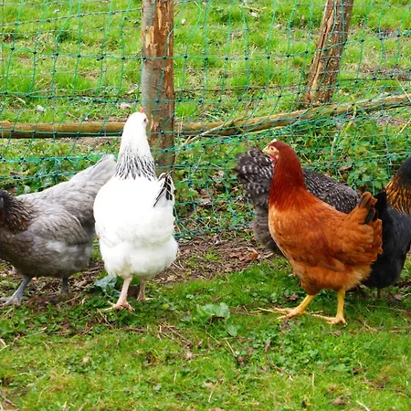 Bed & Breakfast La Haute Forge - Thoiré-sur-Dinan