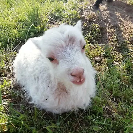 Bed and breakfast La Haute Forge *