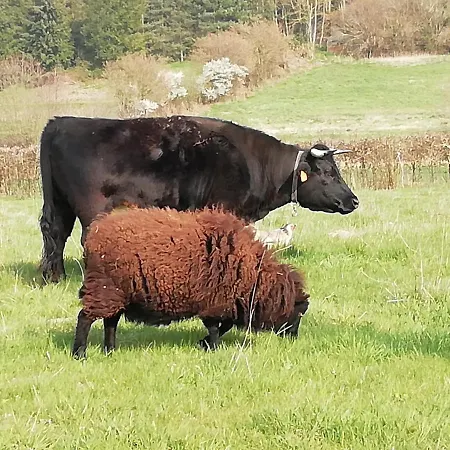 La Haute Forge Thoiré-sur-Dinan
