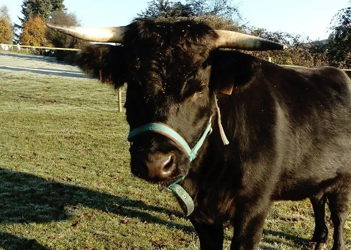 La Haute Forge - B&B Bed and breakfast Thoiré-sur-Dinan