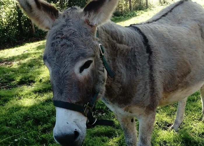 Bed and breakfast La Haute Forge - B&B