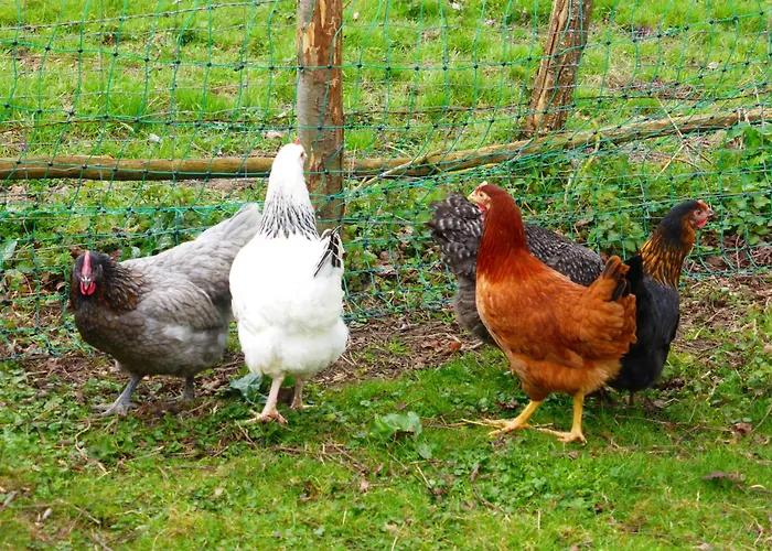 Couette-café La Haute Forge Thoiré-sur-Dinan