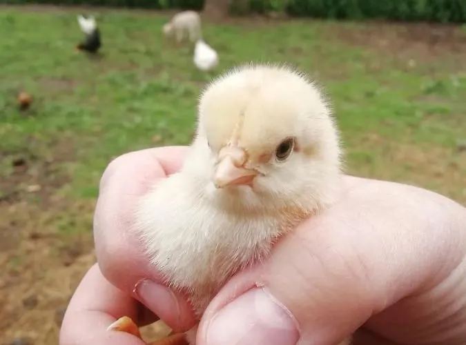 La Haute Forge - B&B * Thoiré-sur-Dinan