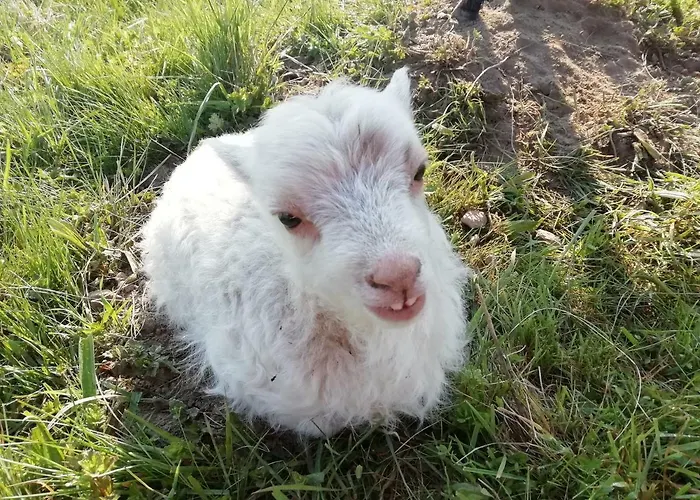 Bed and breakfast La Haute Forge - B&B *