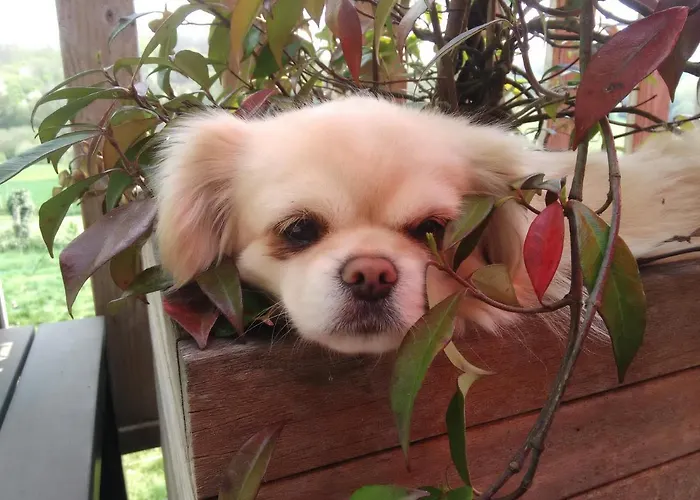 La Haute Forge - B&B Bed and breakfast