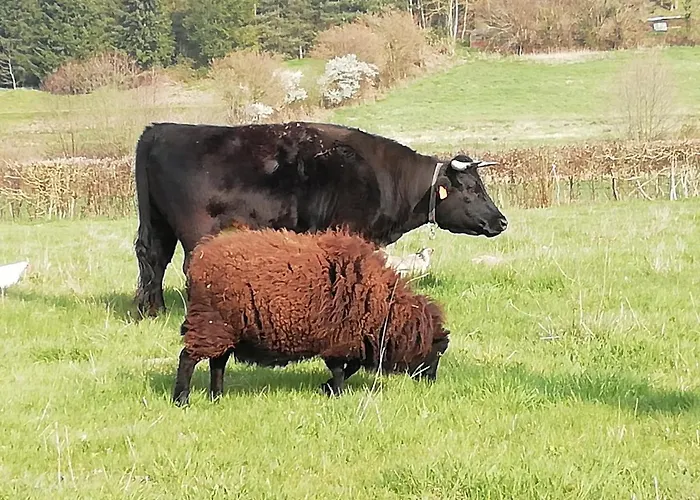 La Haute Forge Thoiré-sur-Dinan