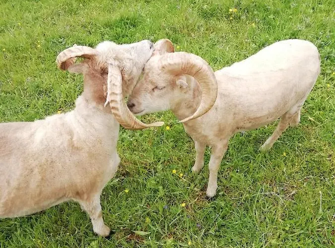 Couette-café La Haute Forge *